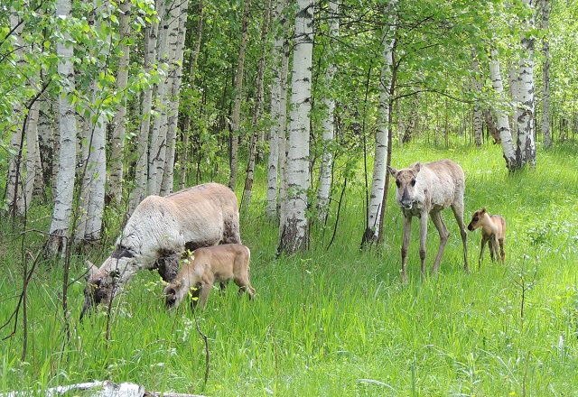 Пять северных оленят родились в Керженском заповеднике  - фото 1