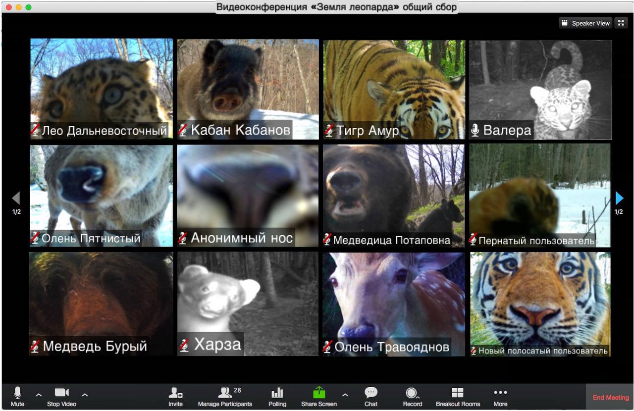 10Утренний созвон по видеосвязи на Земле леопарда
