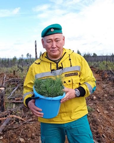 В Якутии появятся кедровые леса на месте лесных пожаров - фото 2