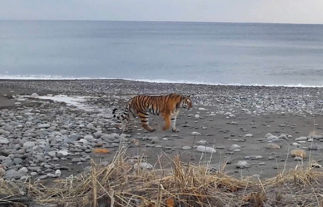 Тигрица заняла туристическое побережье в Сихотэ-Алинском заповеднике (видео) - фото 1