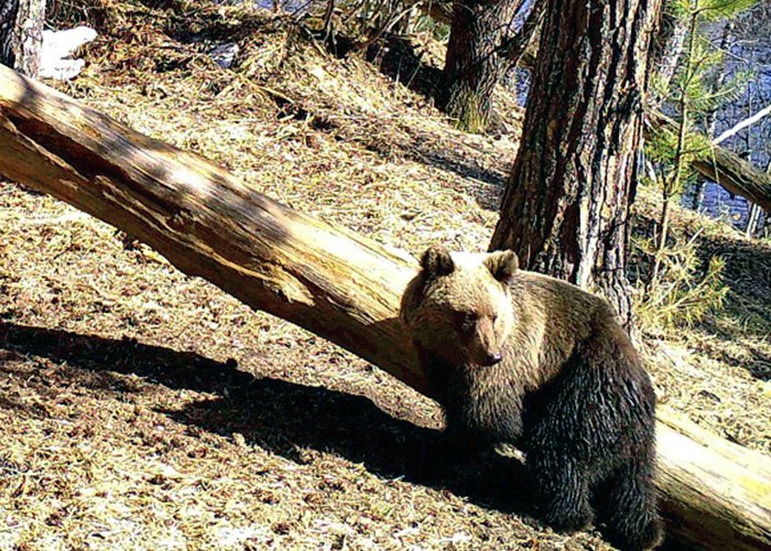 Маралы, медведи, рысь, косули и кабаны: новые кадры с фотоловушек Алтайского заповедника - фото 4