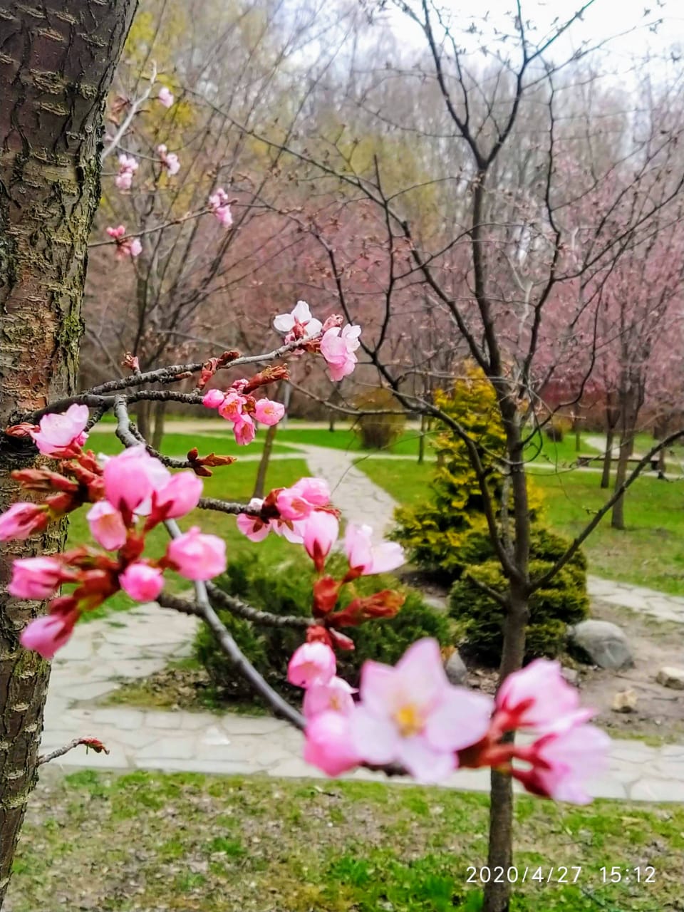 В Бирюлевском дендропарке начала цвести сакура - фото 1