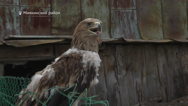 От стаи ворон в Башкирии спасали редкий вид орла - фото 1