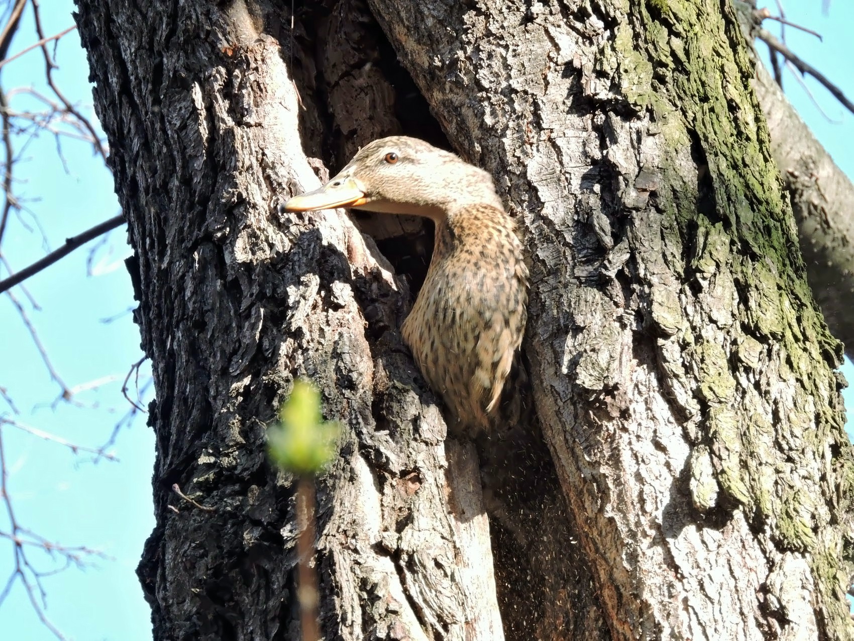 В парке “Кузьминки-Люблино” утки устроили гнездо в дереве     - фото 1