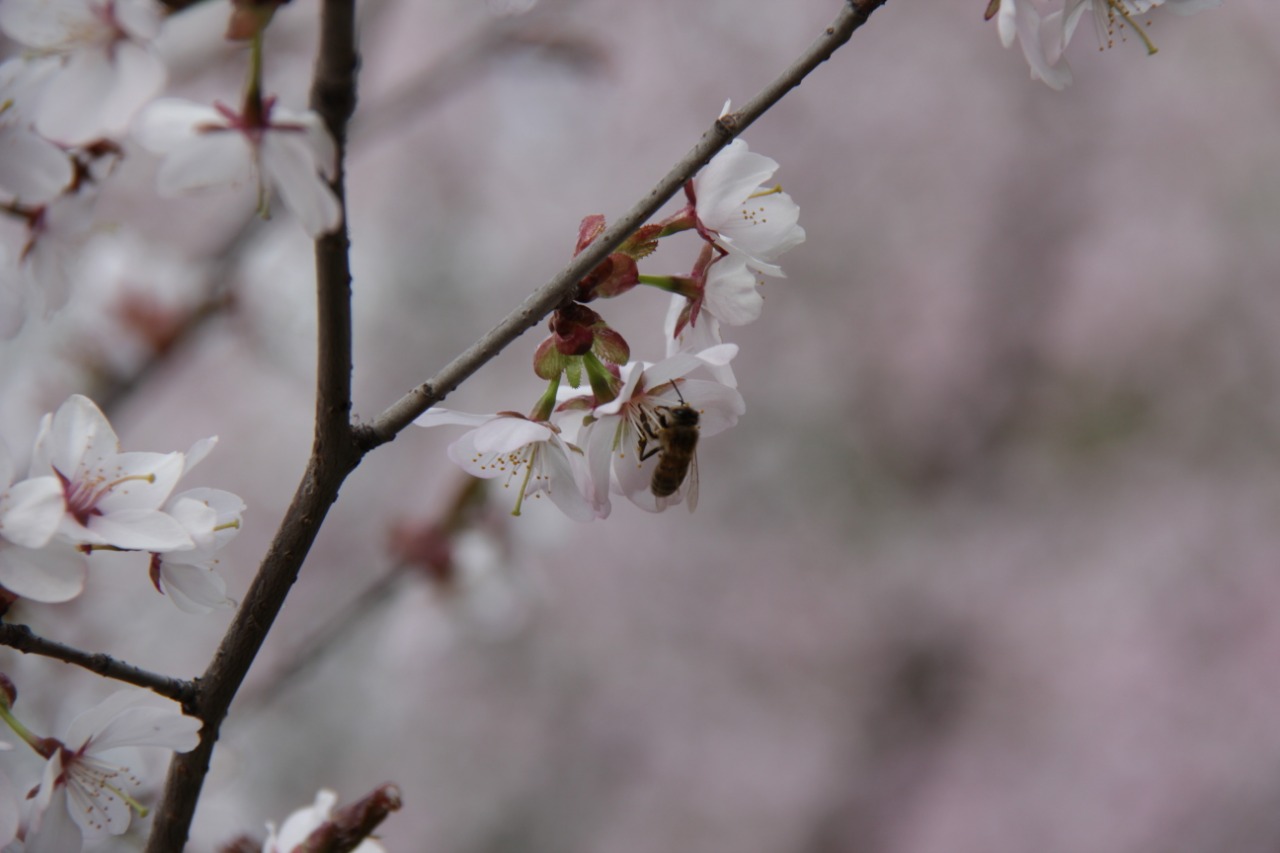 В Бирюлево цветет сакура (фото) - фото 4