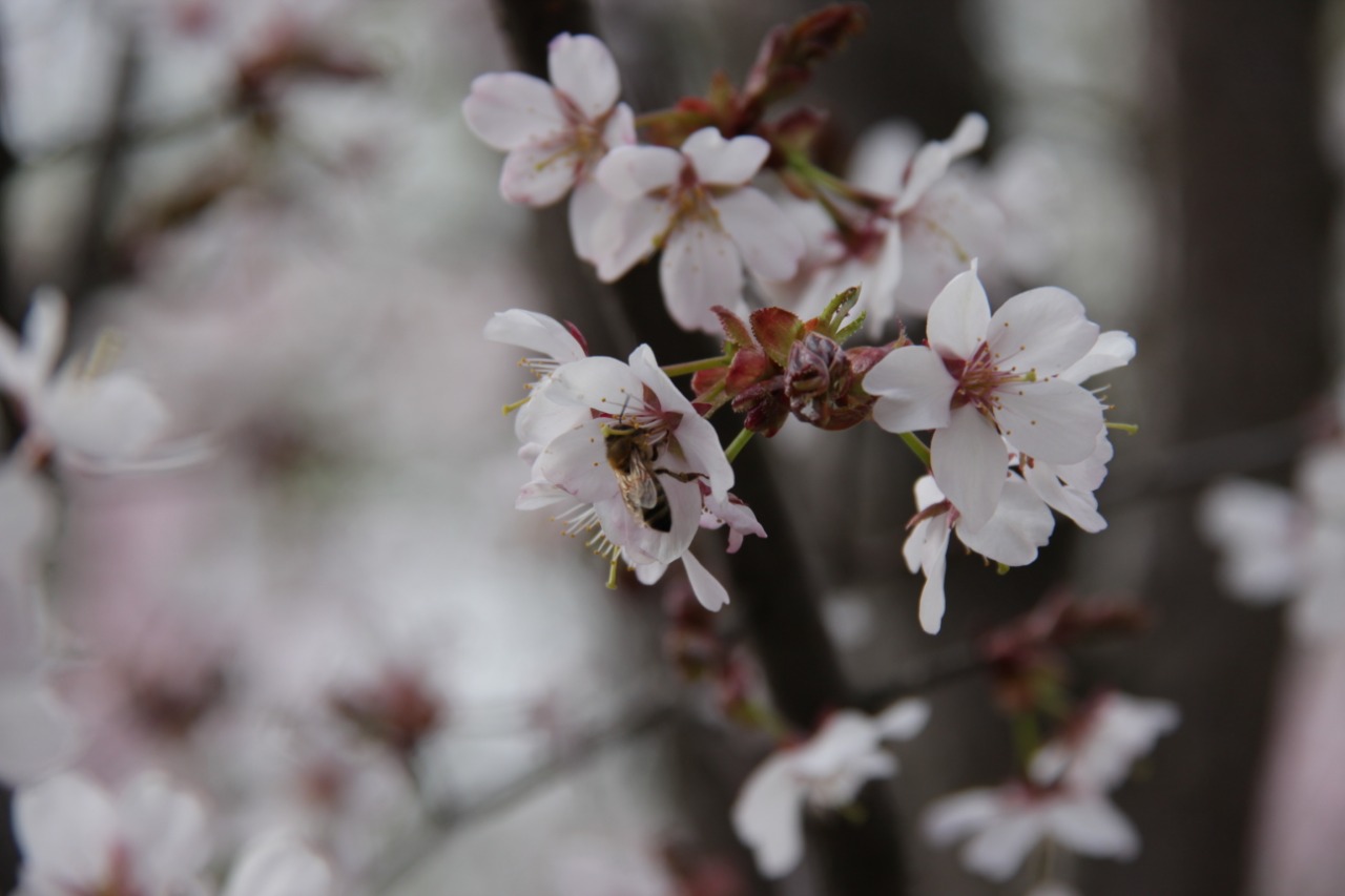 В Бирюлево цветет сакура (фото) - фото 5