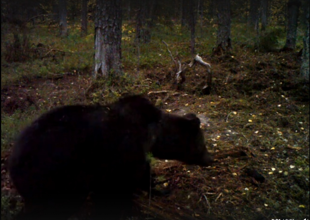 В заповеднике Коми объявился медведь-каннибал - фото 1