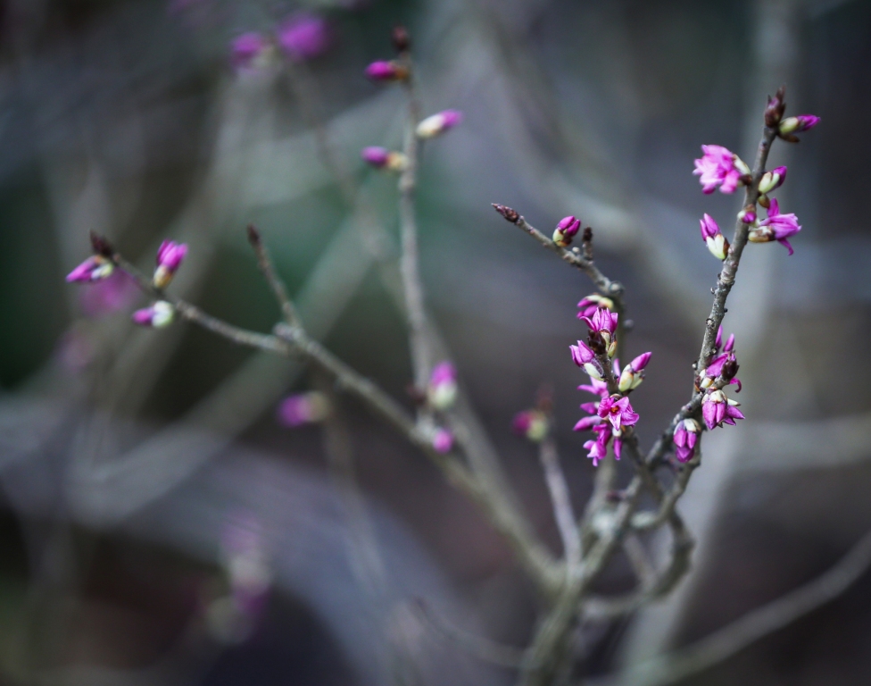 Цветочная весна: раннецветущие распустились раньше срока - фото 3