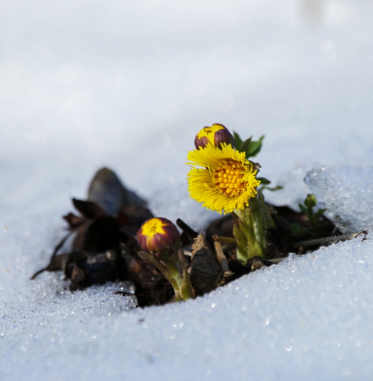 Морозы не страшны: Цветущие растения не погибнут из-за вернувшихся холодов - фото 2