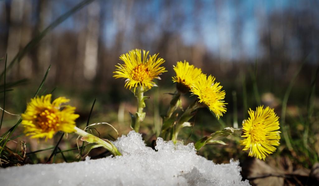 Морозы не страшны: Цветущие растения не погибнут из-за вернувшихся холодов - фото 1