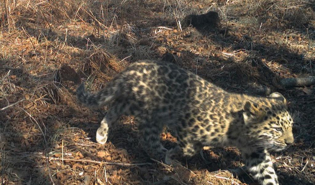 Детеныша дальневосточного леопарда спасли от пожара в Приморье - фото 1