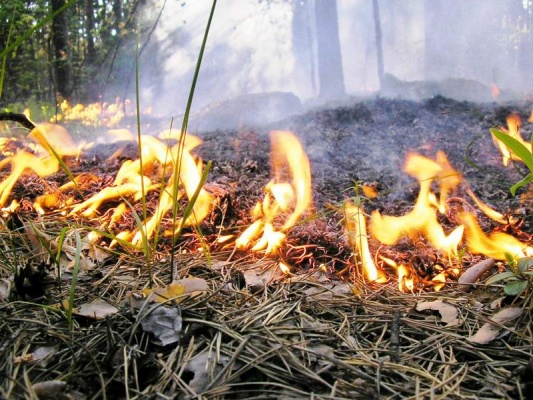 Как вести себя на природных территориях: в Мосприроде стартуют акции «Останови огонь!» и «Весенним палам нет!» - фото 1