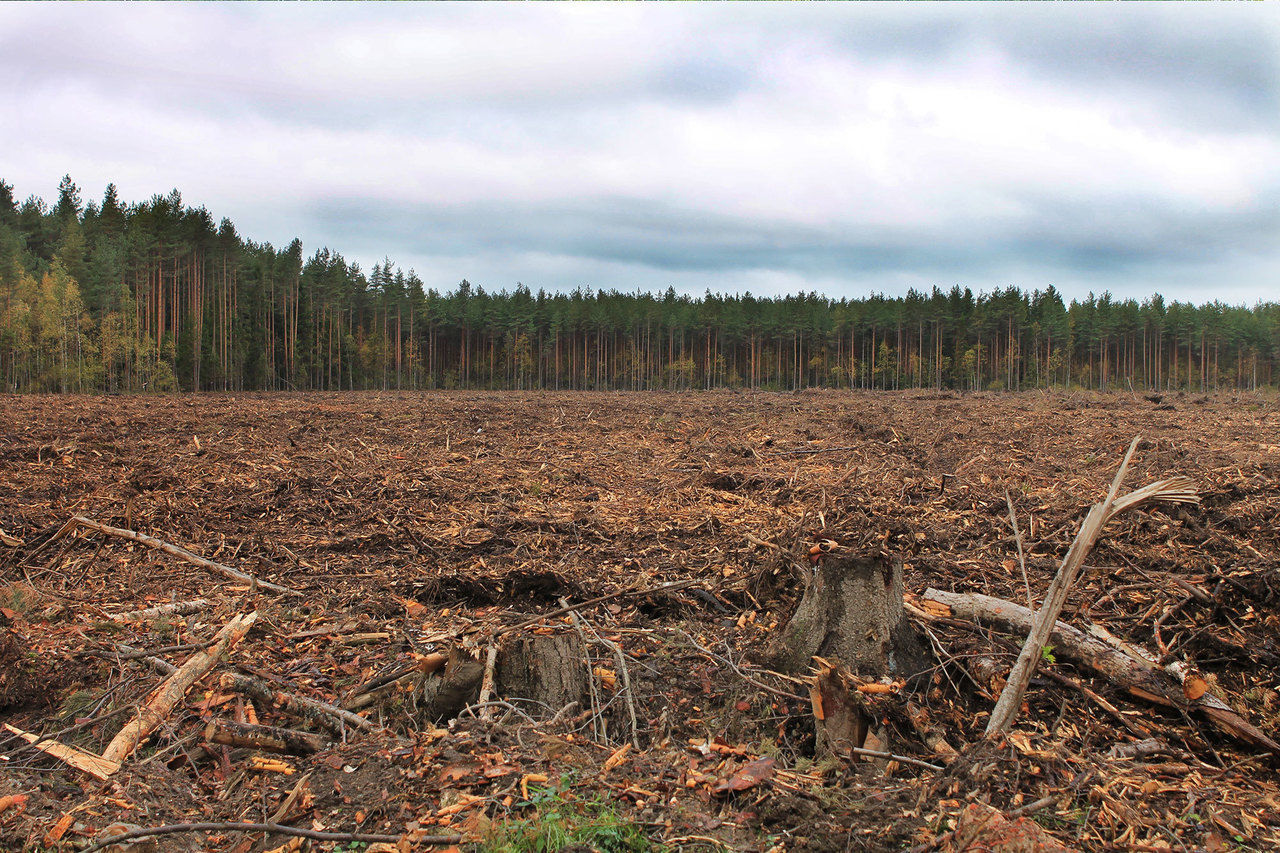Русский лес вырубается с бешеной скоростью. Экс-глава Счётной палаты о шансе спасти ресурсы - фото 1