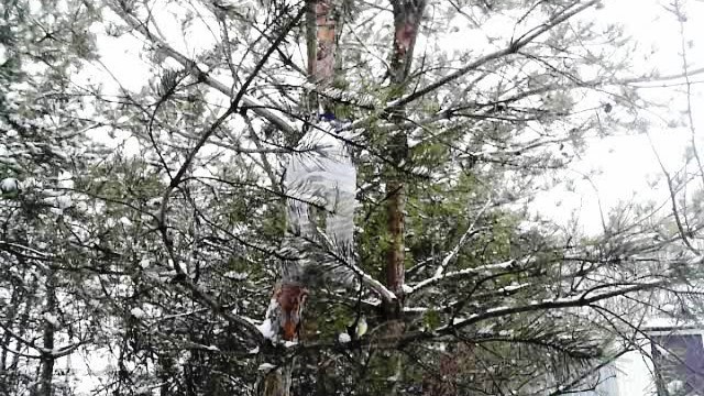 Пять минут обеда синички, или как наш бердинг покончил с голодом - фото 1