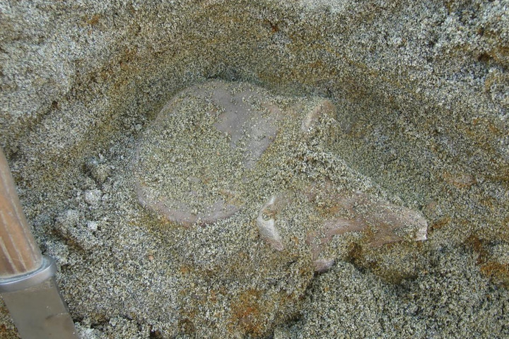 Кости второй по размеру морской черепахи за всю историю Земли, жившей 80 млн лет назад, нашли в Саратовской области (фото) - фото 1
