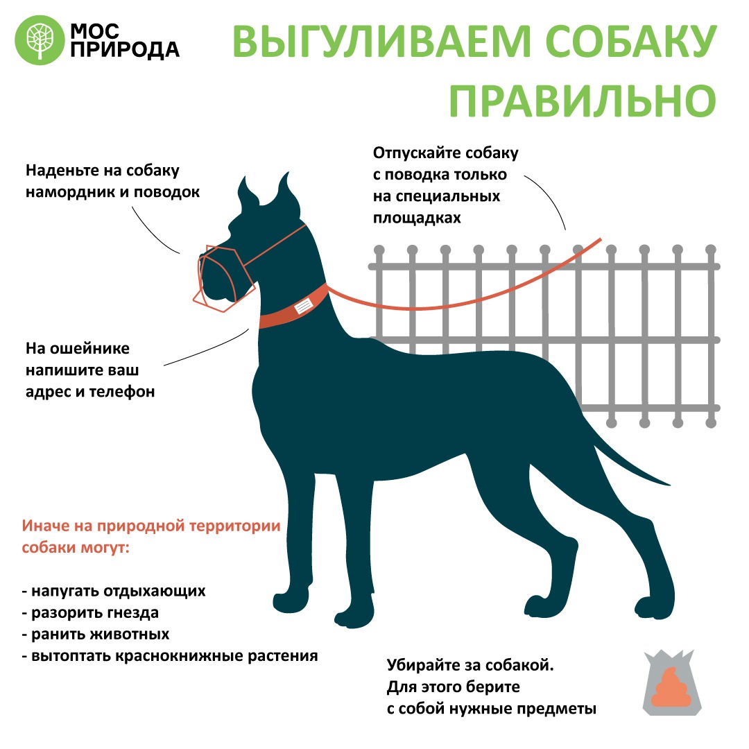 Как гулять с собакой в лесу, чтобы не нанести вреда природе – напоминает Мосприрода - фото 1