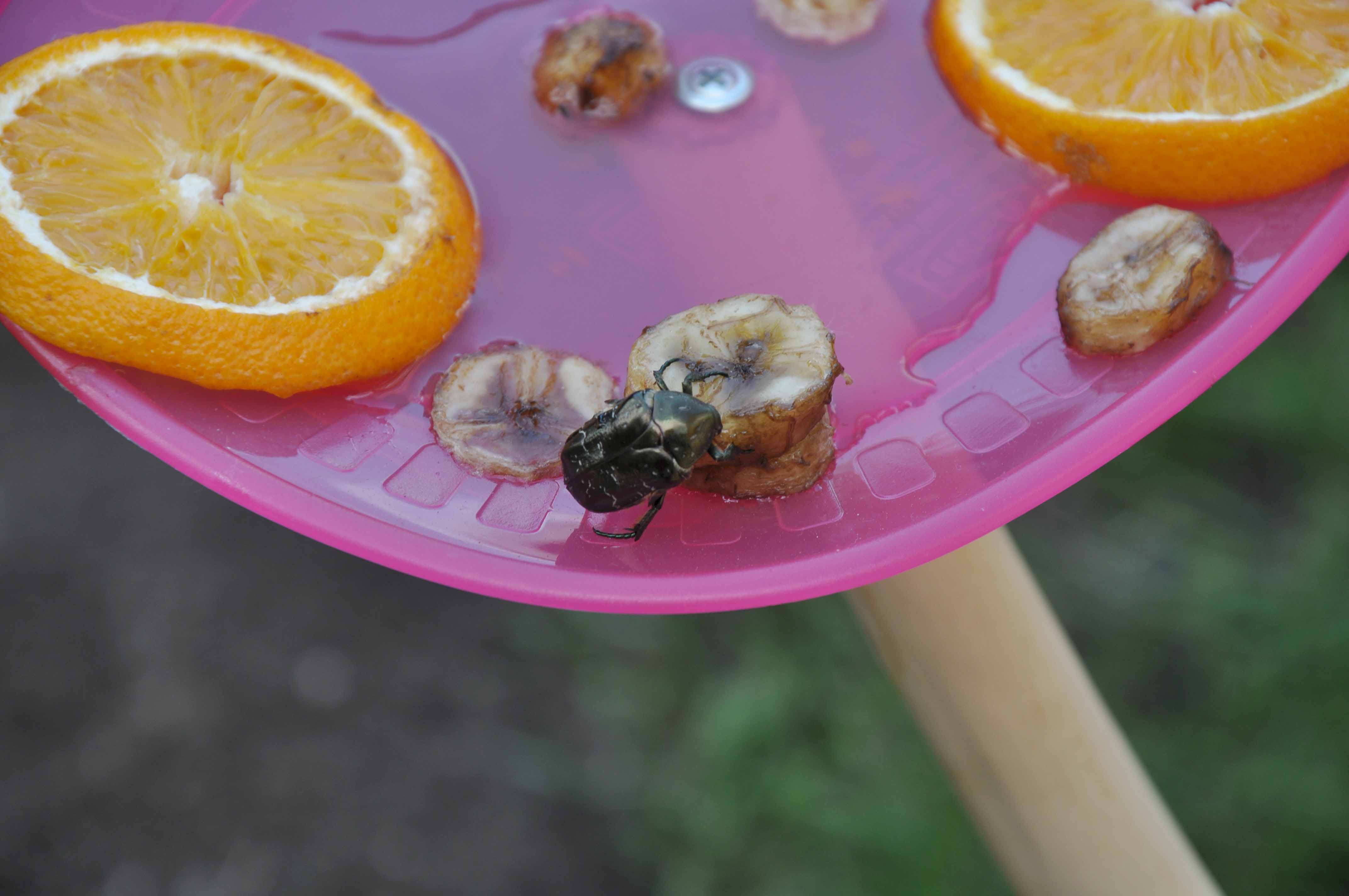 Дровосек-кожевник, бронзовка мраморная: на природных территориях Москвы обнаружены краснокнижные жуки  - фото 4
