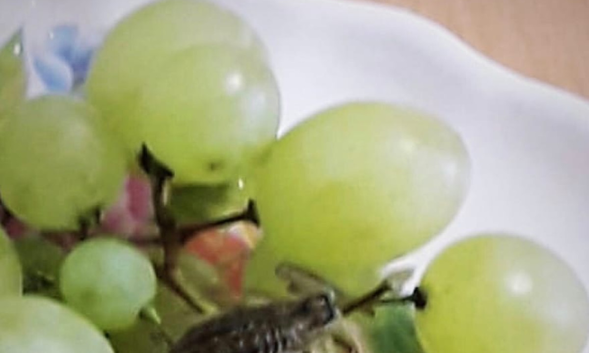 Скорпион, спрятавшийся в купленном винограде, укусил жительницу Казани - фото 1