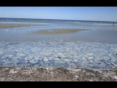На Азовском море туристы обнаружили огромные скопления медуз - фото 1