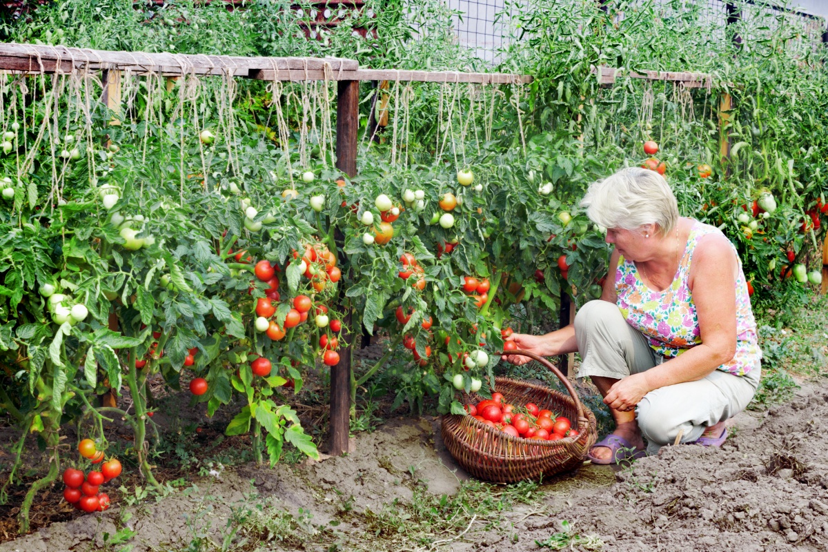 Секреты выращивания томатов в открытом грунте и уход за ними - фото 1