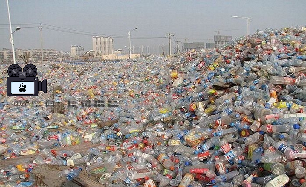 Не только Шиес. Россия рассматривается как мировое кладбище пластика? - фото 1