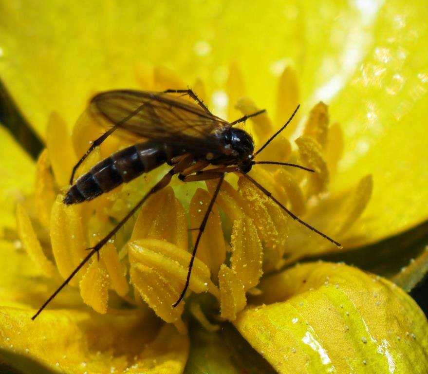 Спасаемся от комаров экологично: натуральные репелленты - фото 2
