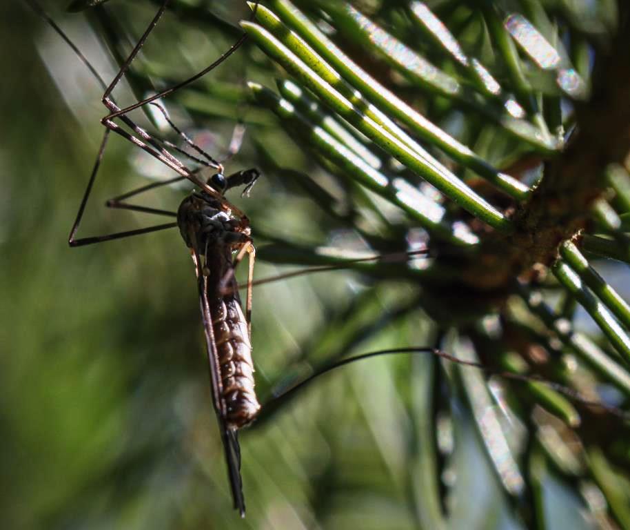 Спасаемся от комаров экологично: натуральные репелленты - фото 1