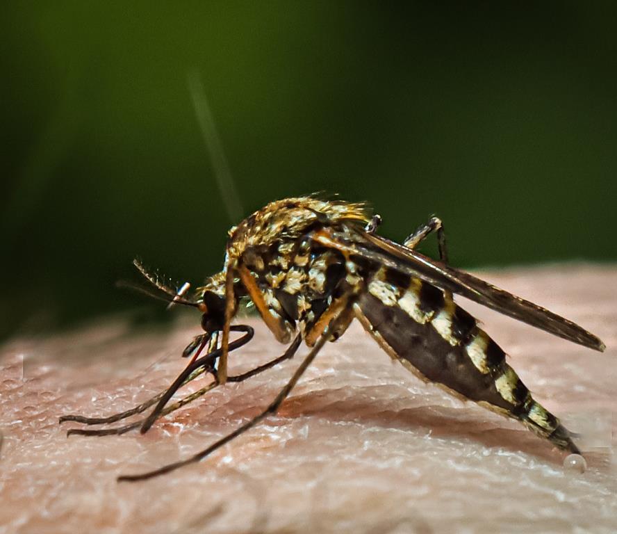 Спасаемся от комаров экологично: натуральные репелленты - фото 3