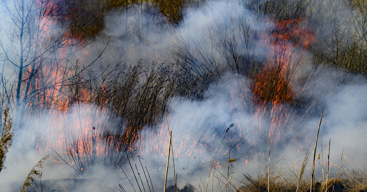 Зимующие пожары жгут северные леса - фото 1