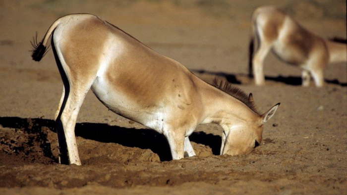 А Вы знаете, как дикие ослы спасают от жажды пустынных животных? - фото 1