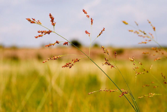 Генетически модифицированная трава очищает почву от гексогена - фото 1
