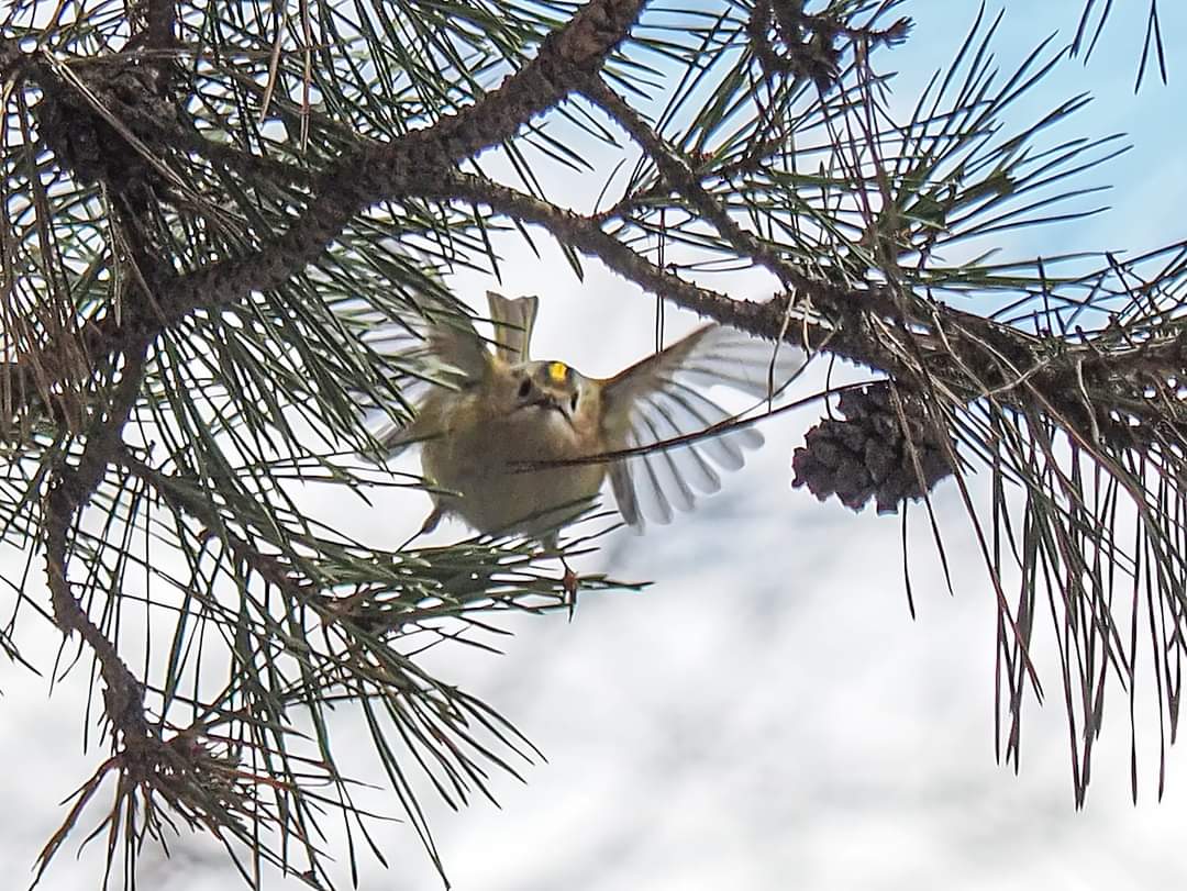 Самая мелкая птичка: на Верхний Люблинский пруд прилетел королёк  - фото 2