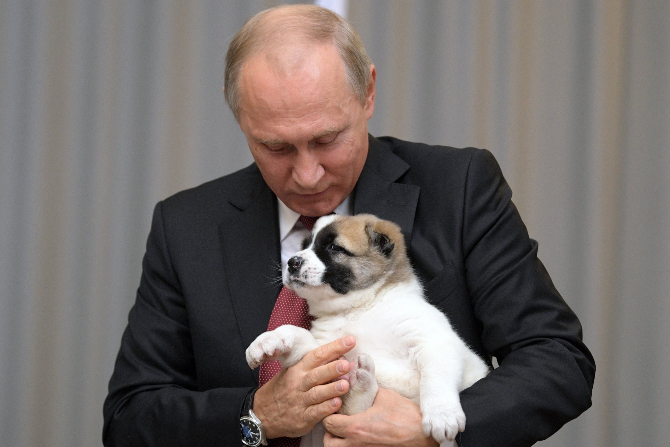 Владимир Путин поручил вести учет домашних и беспризорных животных - фото 1
