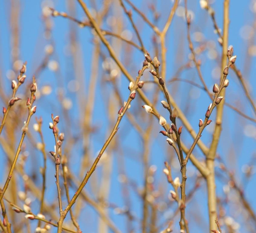 В ожидании подснежников: специалисты Мосприроды спрогнозировали, когда весна растопит сугробы  - фото 1
