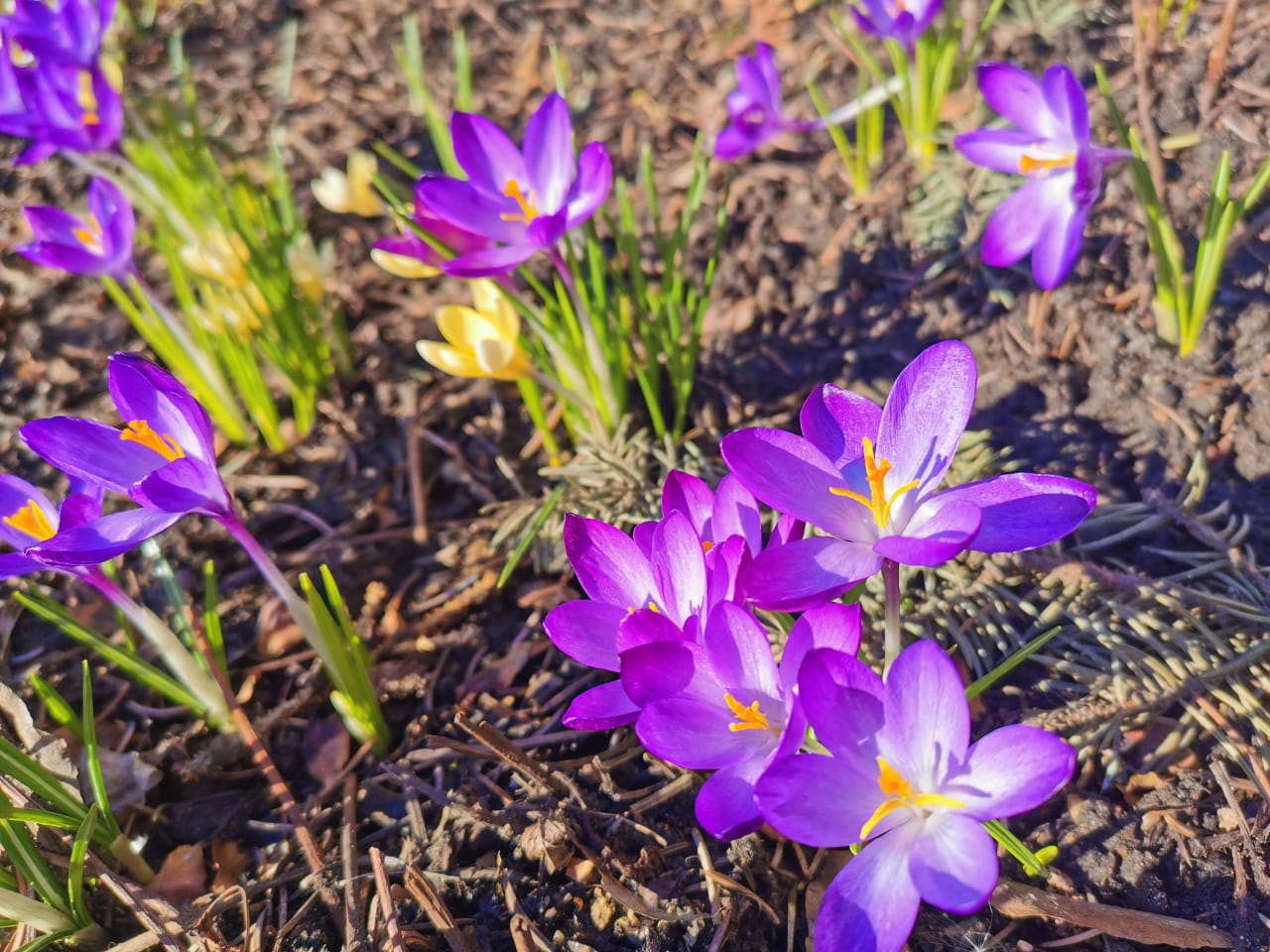В ожидании подснежников: специалисты Мосприроды спрогнозировали, когда весна растопит сугробы  - фото 5