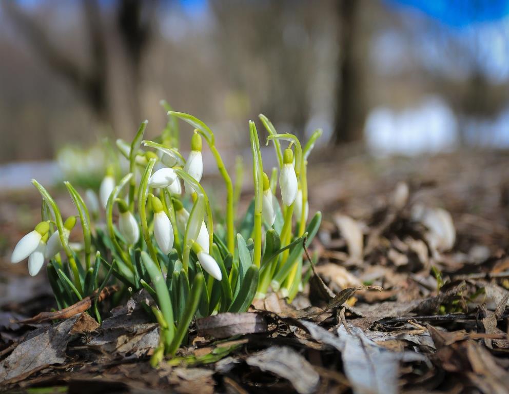 В ожидании подснежников: специалисты Мосприроды спрогнозировали, когда весна растопит сугробы  - фото 2