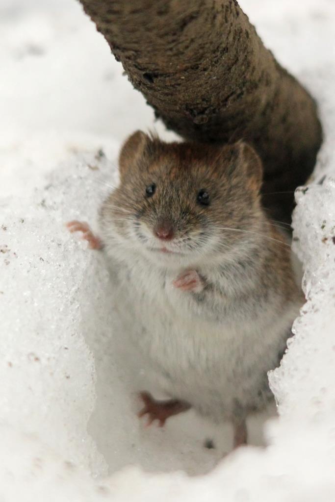 Любители грызунов – объединяйтесь: в Мосприроде отметят День крысы  - фото 1