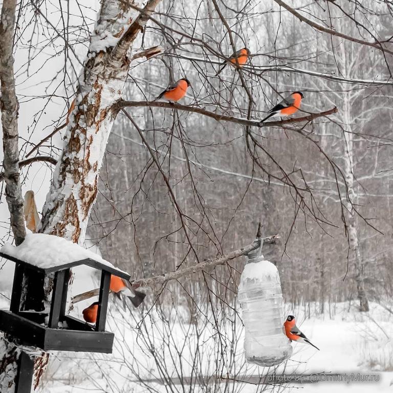 СнегирьGO: на фотоохоту красногрудых птиц вышли около 400 человек  - фото 2