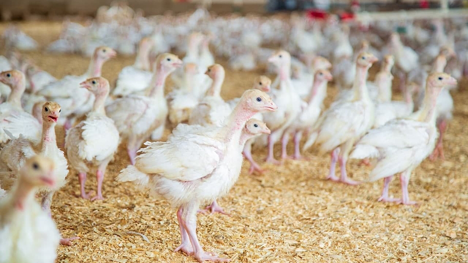 О сдерживании цен договорились российские производители мяса птицы и яиц - фото 3