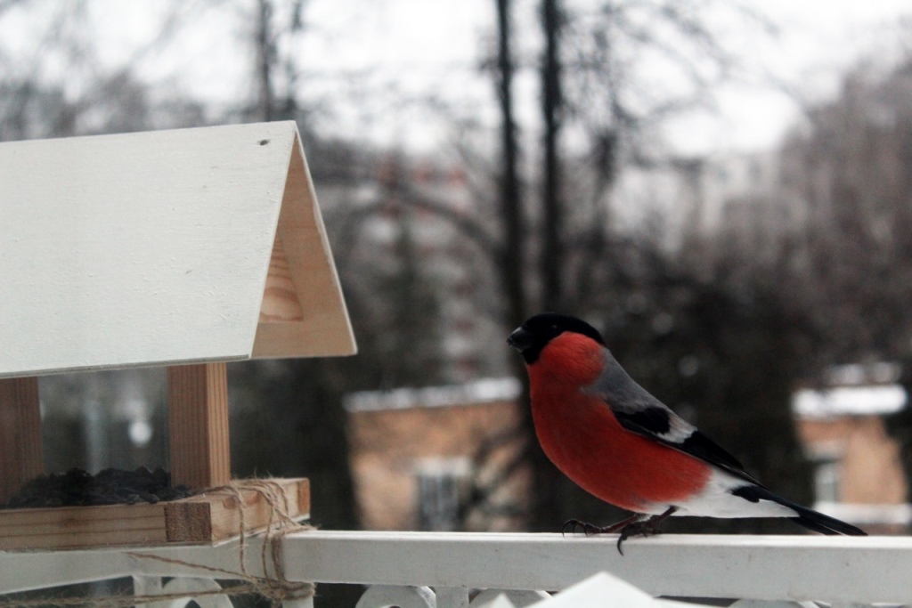 СнегирьGO: на фотоохоту красногрудых птиц вышли около 400 человек  - фото 6