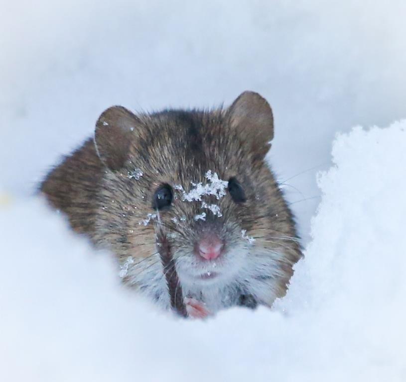 Шустрый грызун попался в кадр: полевая мышь выбралась из норки в поисках провизии   - фото 2