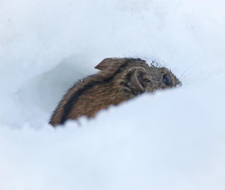 Шустрый грызун попался в кадр: полевая мышь выбралась из норки в поисках провизии   - фото 3