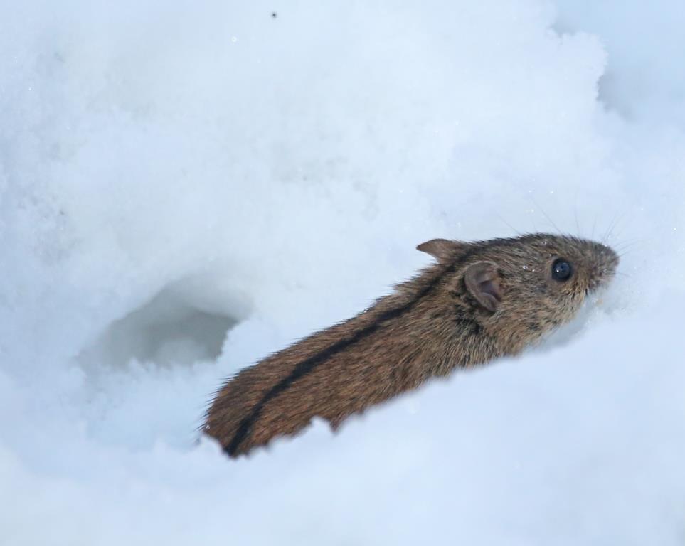 Шустрый грызун попался в кадр: полевая мышь выбралась из норки в поисках провизии   - фото 4