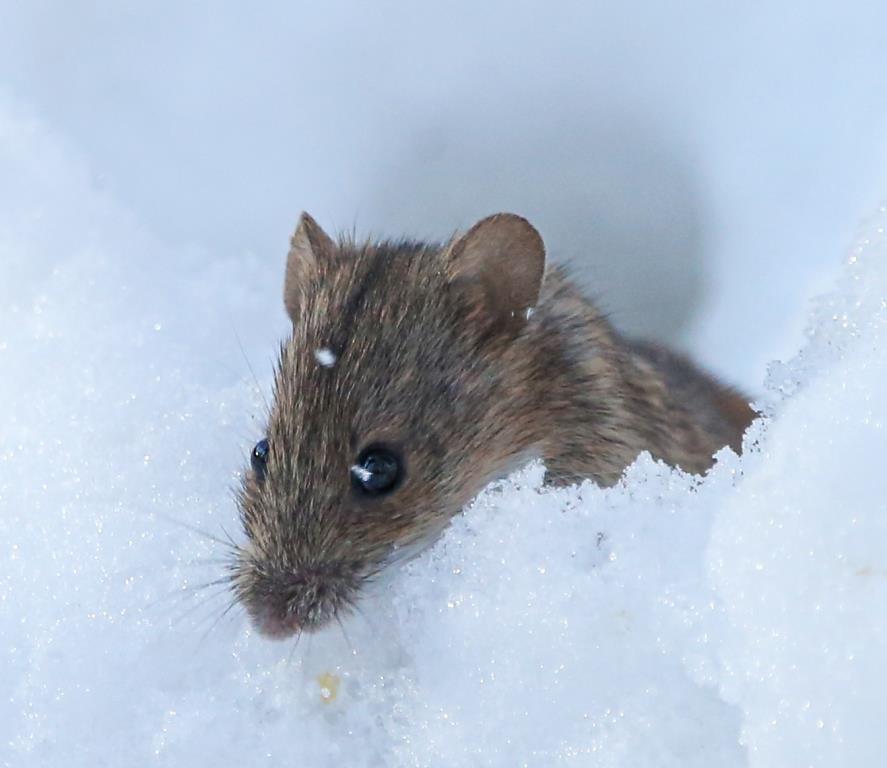 Шустрый грызун попался в кадр: полевая мышь выбралась из норки в поисках провизии   - фото 7