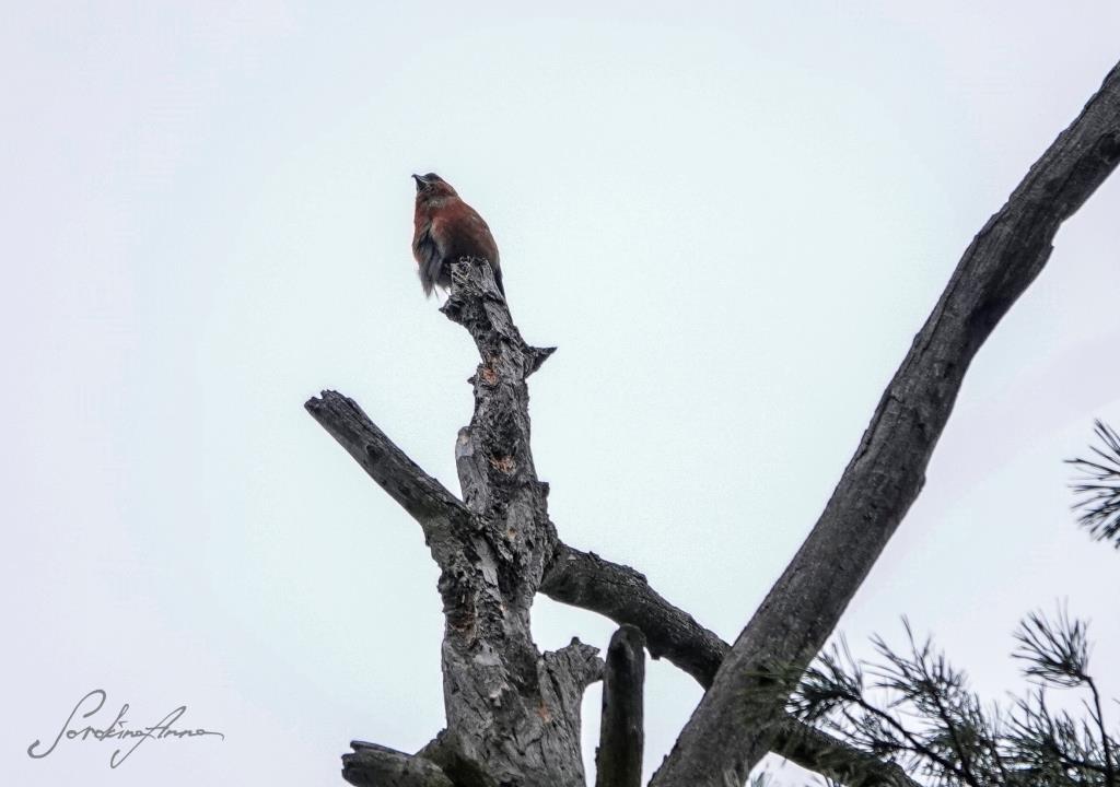 Птица со странным клювом: в Серебряном бору обнаружен краснокнижный клёст-еловик  - фото 1