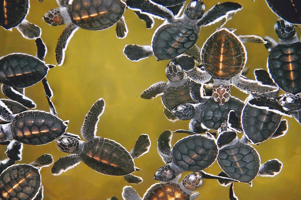 Окно в мир Василия Климова. Инкубатор черепах на Цейлоне - фото 15