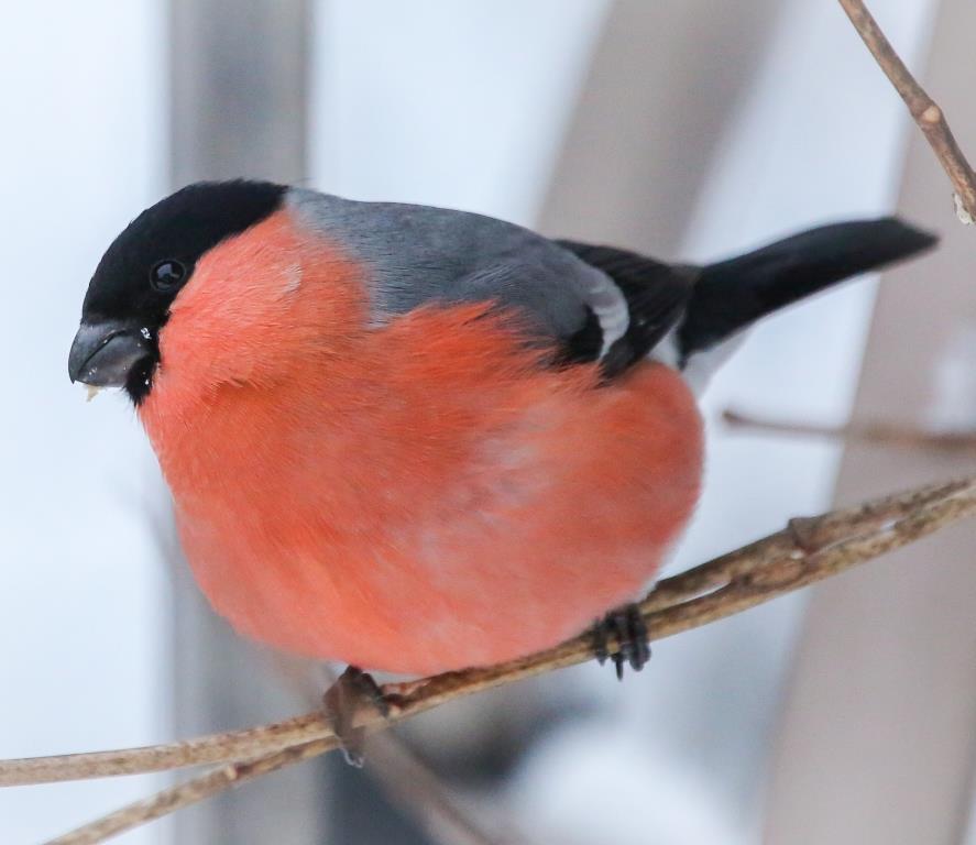 СнегирьGO: Мосприрода объявляет фотоохоту на красногрудых птиц  - фото 2