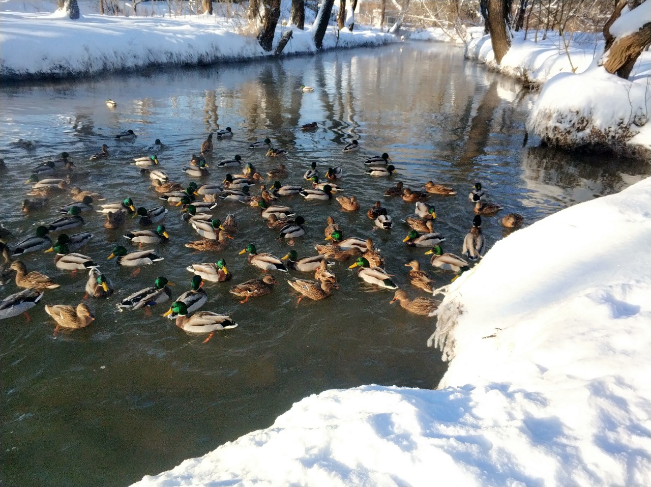 Более 8000 водоплавающих птиц осталось зимовать в природных парках Москвы - фото 1