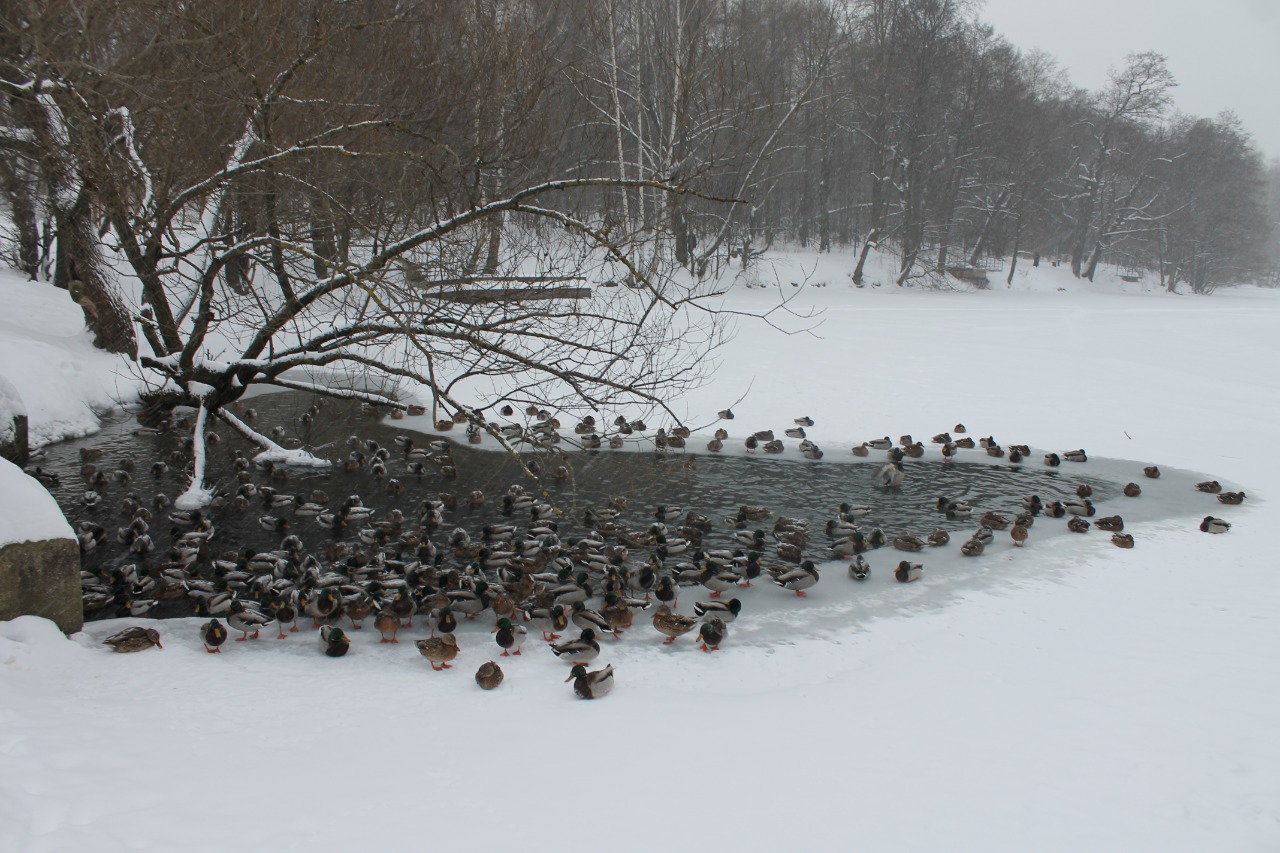 Более 8000 водоплавающих птиц осталось зимовать в природных парках Москвы - фото 4