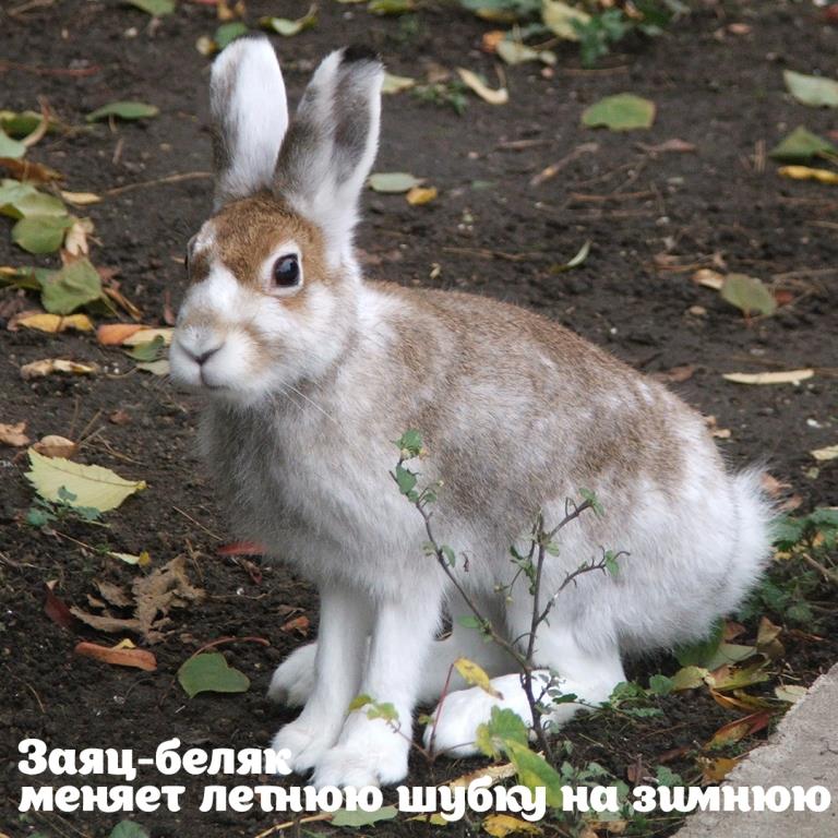 Горностай, чибис, лысуха: в 2020 году на природных территориях Москвы были выявлены редкие краснокнижные животные - фото 2